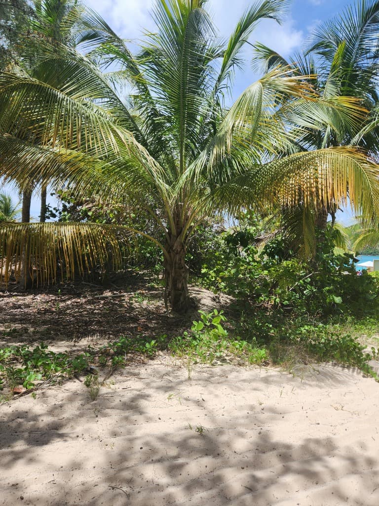 Palm trees along the Mozambican coast