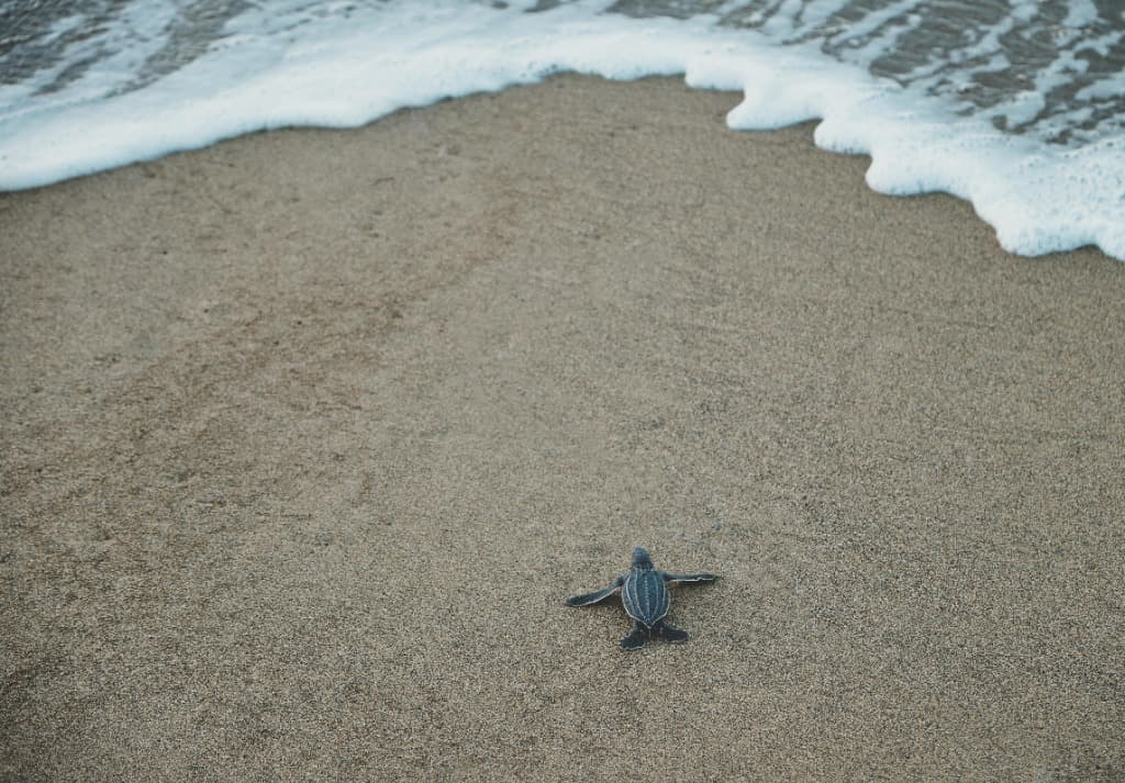 Baby turtle hatchling on the beach